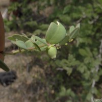 Synostemon bacciformis (L.) G.L.Webster